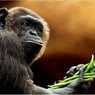 supermamane