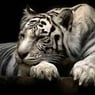 tigre59