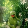 kermit24