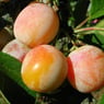 mirabelle88