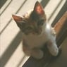 delphine374