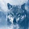 Wolf18