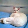smilkye