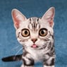 xxxChatonxxx
