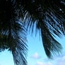 yakafaucon