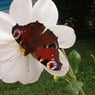 miette6315
