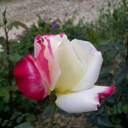 image of alec31