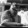 choupette21