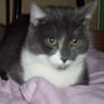 choupette26