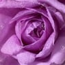 rose83