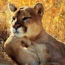 TYGER