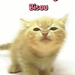 image of Catouchat