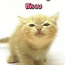 Catouchat