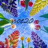 noe20