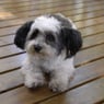tinoo55