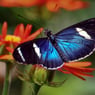 chantal35