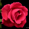 loana562