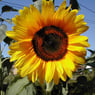 tournesol