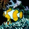 mfp01