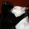 isabelle40