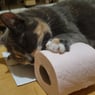 ChatPitre