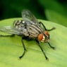 Mouche68