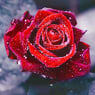 rose62200