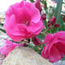 cathdenice