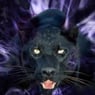 pantherenoir10