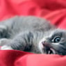 DouxChaton