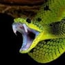 viper59