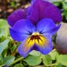 viola49