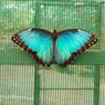lindav27
