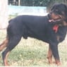 bruno19fr