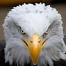 aigle21
