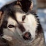 pralinehusky