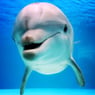 ocean59
