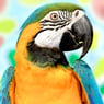 anaisnoa62