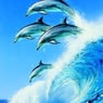 thedolfin