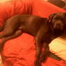orka