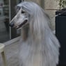 deerhound
