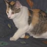 ninie44260