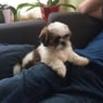choupinette0705