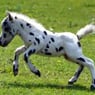zouzoucheval