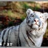 tiger38