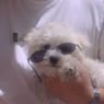 lilou063