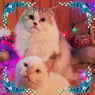 mariechaton