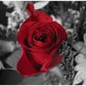 romeo89