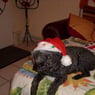 CATPAT2008