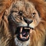 lion59590